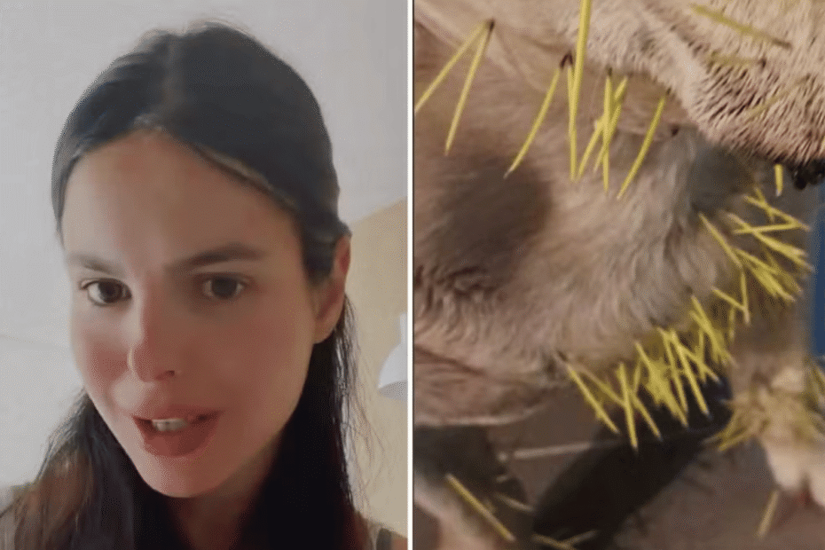 Sthefany Brito faz alerta após cachorros e porco-espinho se atacarem, Latidos e Lambidas, Blog para Cães