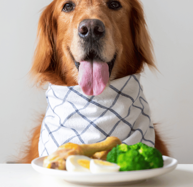 Cachorro Pode Comer Comida Humana, Veja o Que é Seguro e Saudável, Latidos e Lambidas Capa Web Stories