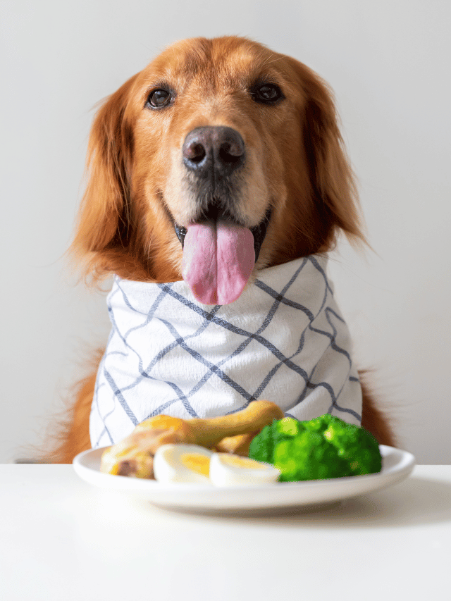 Cachorro Pode Comer Comida Humana? Veja o Que é Seguro e Saudável