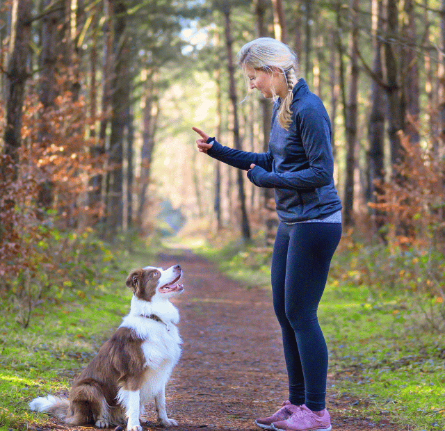 Cachorro pode aprender depois de adulto, Latidos e Lambidas Capa Web Stories