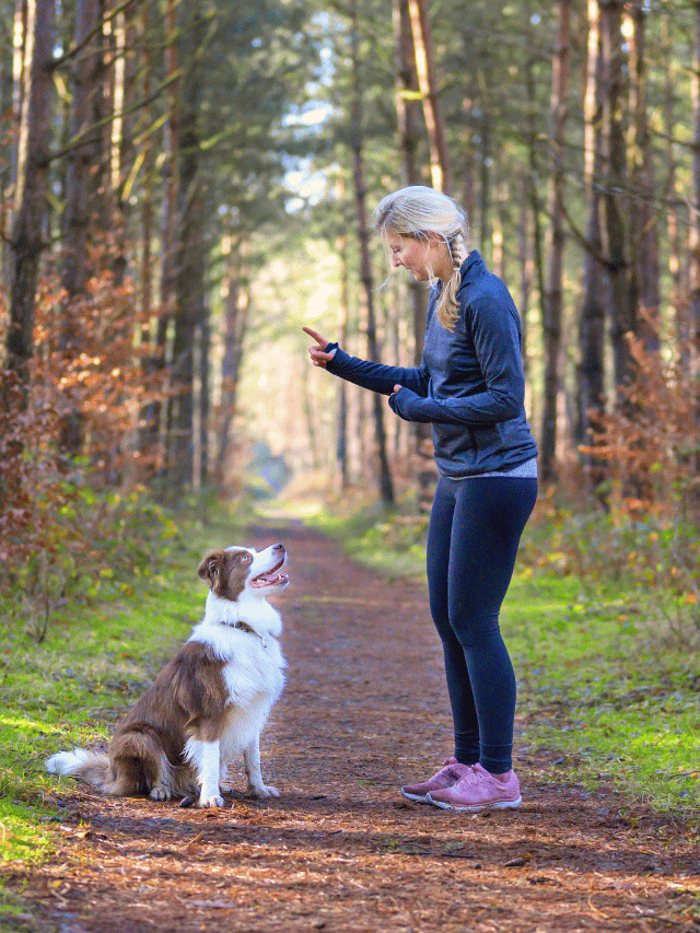 Cachorro pode aprender depois de adulto?