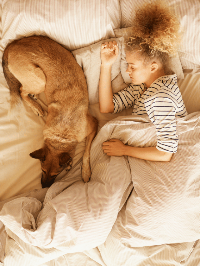 Cachorro pode dormir na cama com o dono?