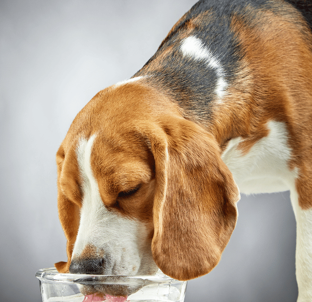 Diabetes Canina, Muita água e muito xixi, Atenção, Latidos e Lambidas Capa Web Stories