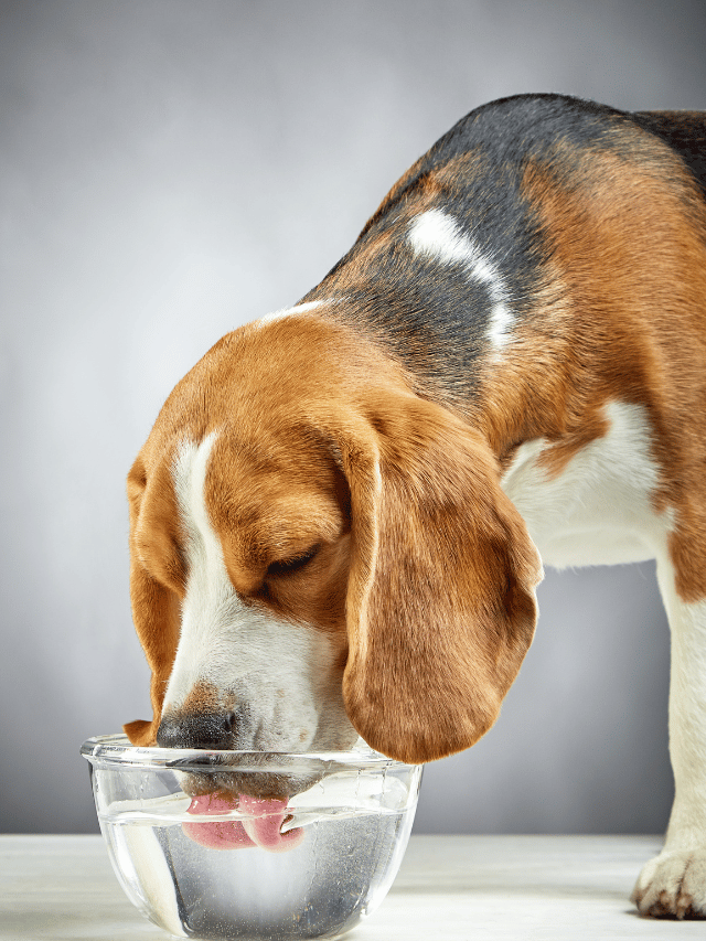 Diabetes Canina: Muita água e muito xixi? Atenção!