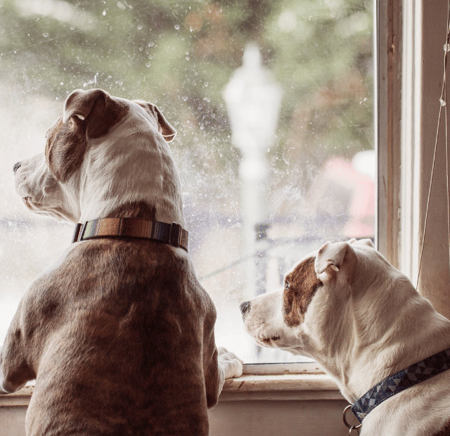 Dicas para acostumar seu cachorro a ficar sozinho, Latidos e Lambidas Capa Web Stories