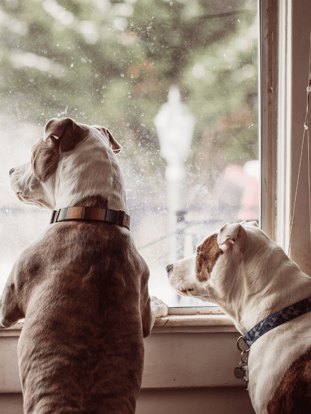 Dicas para acostumar seu cachorro a ficar sozinho