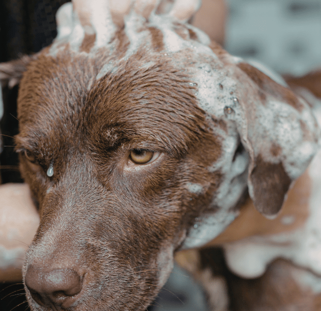 Pode usar shampoo de humano em cachorro, Entenda os riscos, Latidos e Lambidas Capa Web Stories