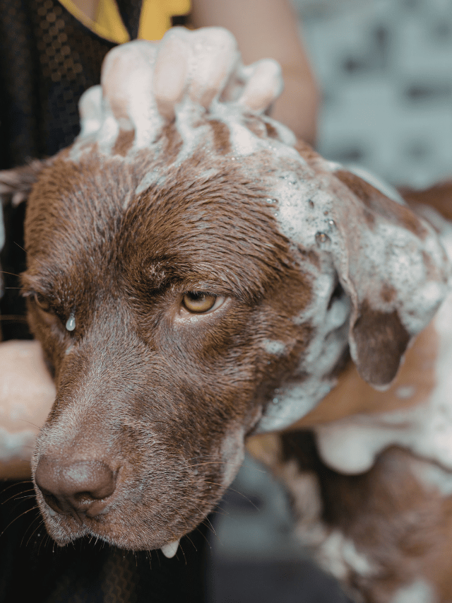 Pode usar shampoo de humano em cachorro? Entenda os riscos
