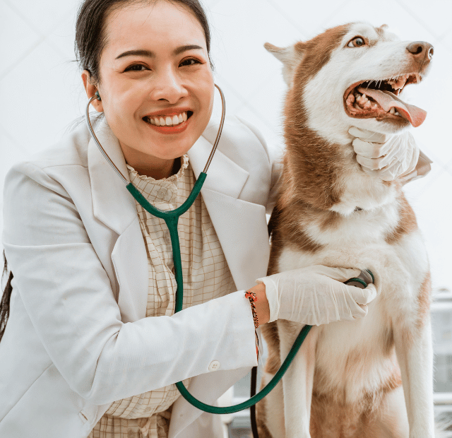 Prevenção do Câncer em Cães, Dieta e Cuidados Pet, Latidos e Lambidas Capa Web Stories