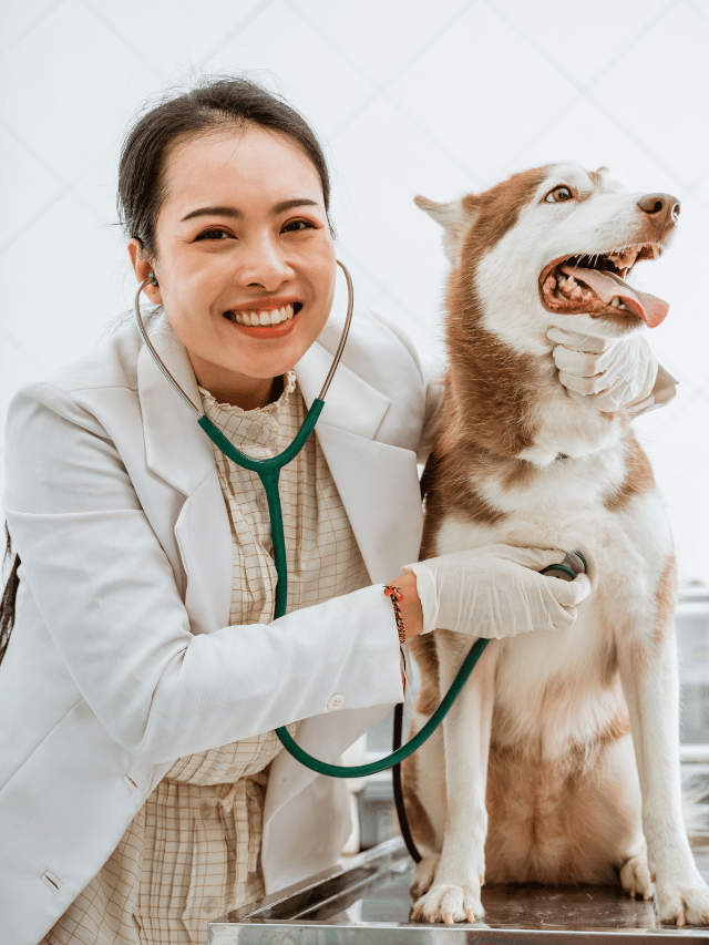 Prevenção do Câncer em Cães: Dieta e Cuidados Pet