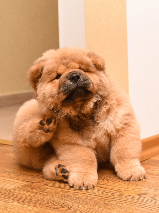 Pulga no seu pet? O perigo real está no que não se vê